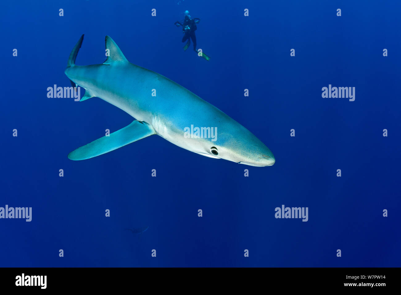 Grande verdesca (Prionace glauca) con scuba diver fotografo dietro, isola Pico, Azzorre, Portogallo, Oceano Atlantico Foto Stock