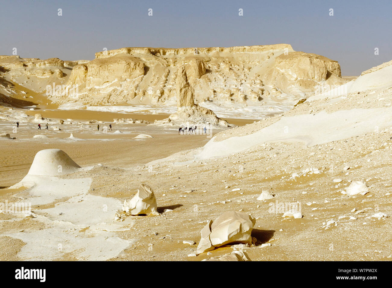 La gente di trekking con i cammelli dromedario (Camelus dromedarius) attraverso chalk formazioni rocciose creato da tempeste di sabbia, bianco deserto del Sahara, Egitto, Febbraio 2009 Foto Stock
