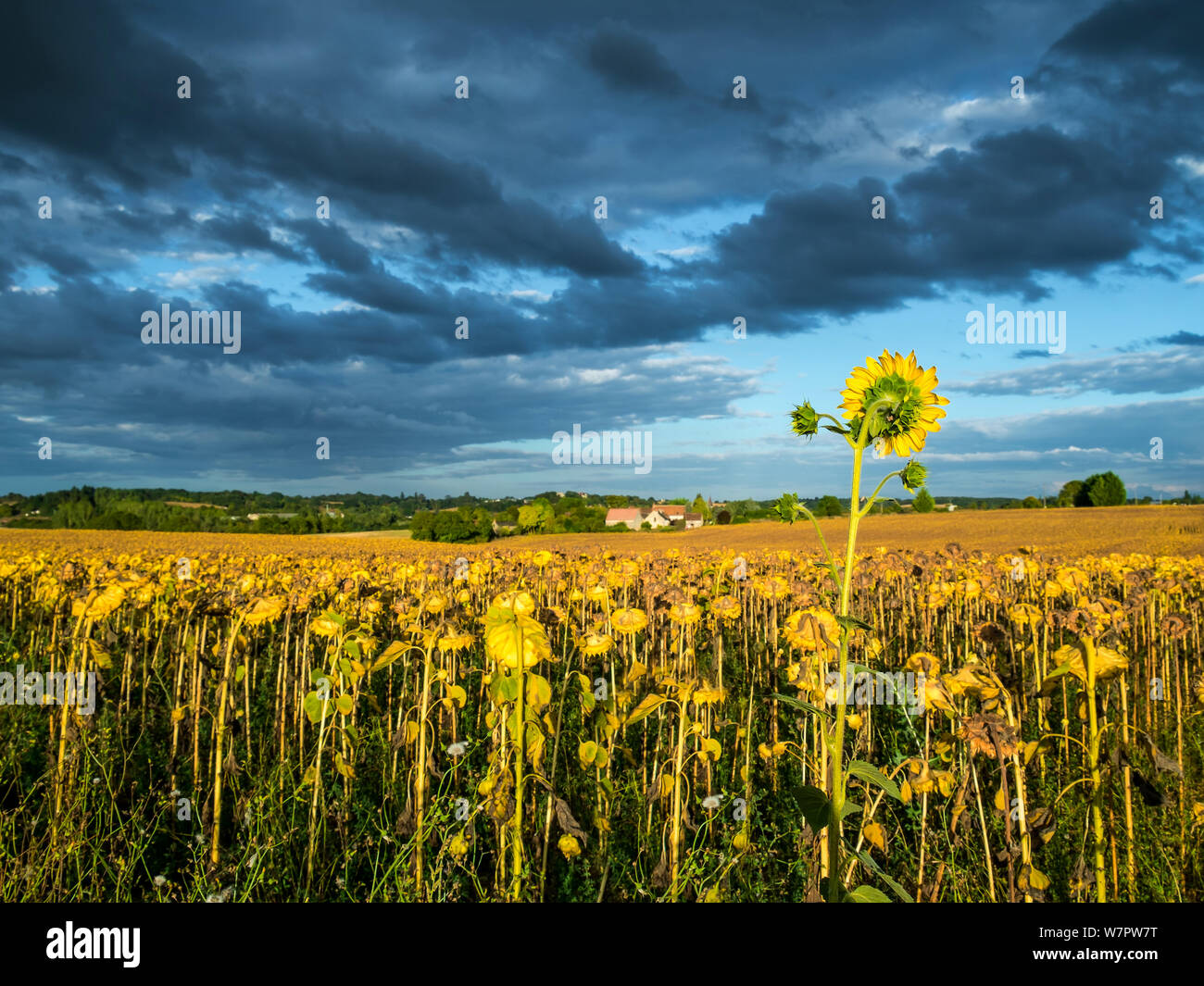 Nuvole temporalesche la raccolta su terreni agricoli con i girasoli - Francia Foto Stock