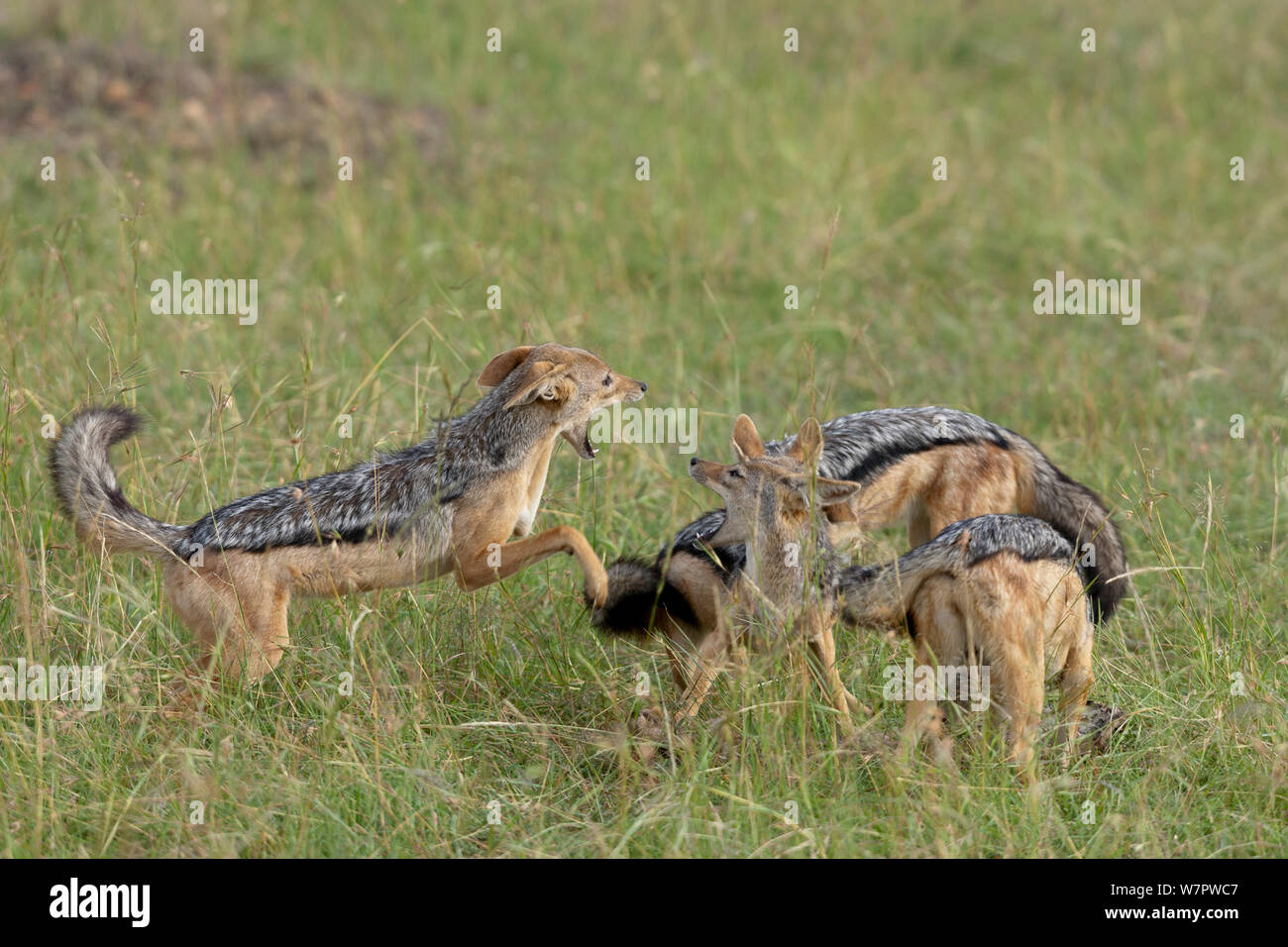 Backup nero sciacalli (Canis Mesomelas) combattimenti, il Masai Mara, Kenya Foto Stock