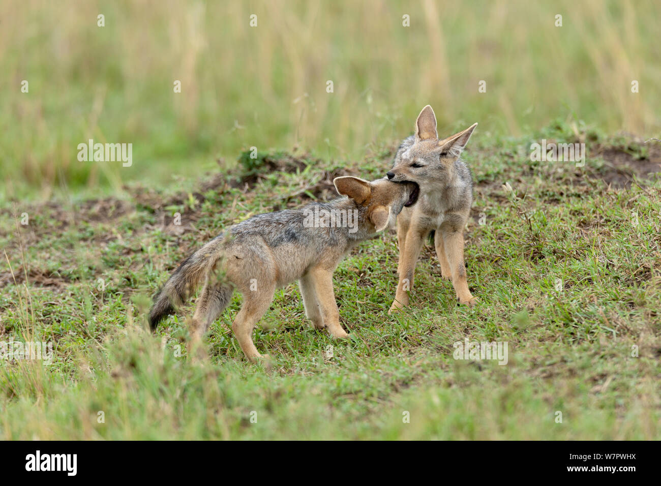 Giovane nero-backed sciacalli (Canis mesomelas) giocando a den, Masai-Mara Game Reserve, Kenya Foto Stock