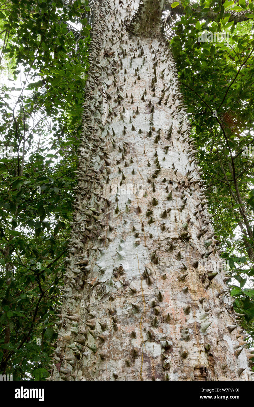 Albero con il tronco coperto con spine (Ceiba sp) nella foresta tropicale, Parco Nazionale di Corcovado, Costa rRca Foto Stock