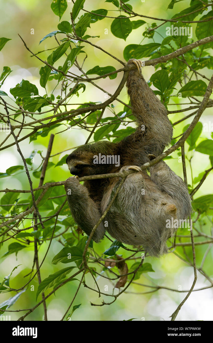 Marrone-throated sloth (Bradypus variegatus) arrampicata, Hacienda Baru, Costa Rica Foto Stock