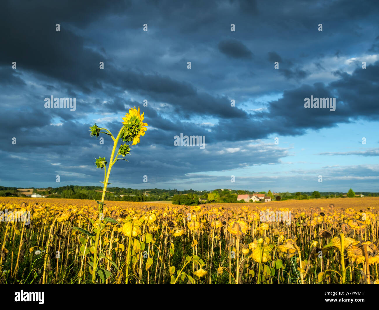 Nuvole temporalesche la raccolta su terreni agricoli con i girasoli - Francia Foto Stock