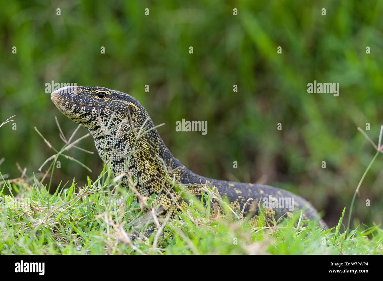 Monitor del Nilo lizard (Varanus niloticus) Masai-Mara Game Reserve, Kenya Foto Stock