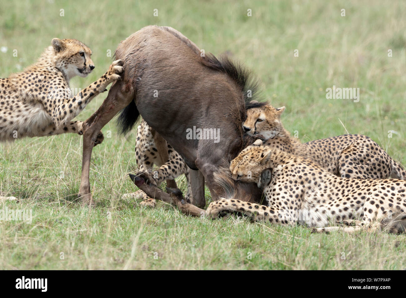 Ghepardo (Acinonyx jubatus) fratelli caccia un GNU, Masai-Mara Game Reserve, in Kenya. Le specie vulnerabili. Foto Stock