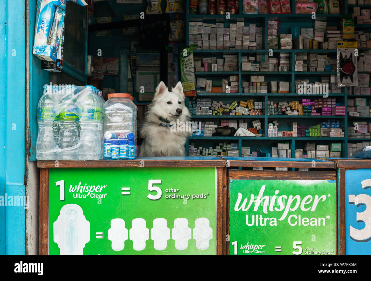 Cane bianco sedeva dietro il bancone di una farmacia di strada a Kathmandu Foto Stock