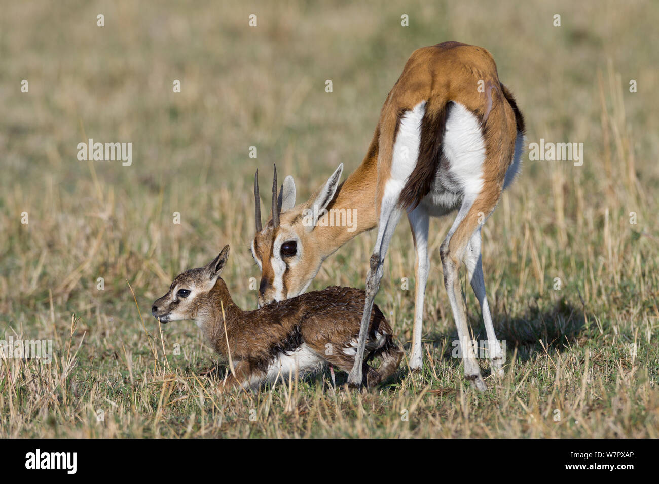 Thomson gazelle Gazella (/ Eudorcas thomsoni) madre neonato pulizia appena dopo la nascita, Masai-Mara Game Reserve, Kenya Foto Stock