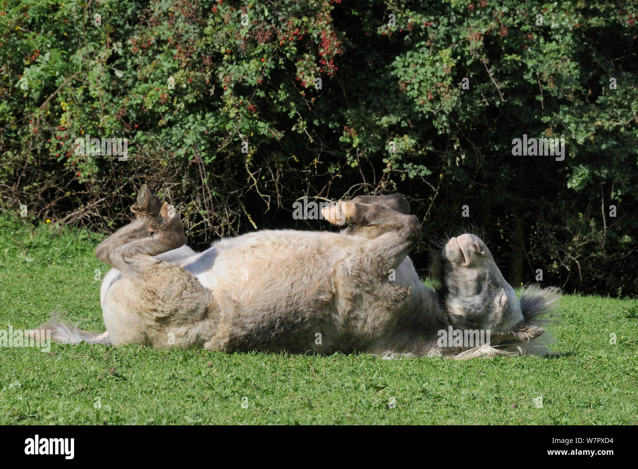 Americano di cavalli in miniatura (Equus caballus) mare in rotolamento sulla sua schiena su pascoli erbosi, Wiltshire, Regno Unito, Settembre. Foto Stock