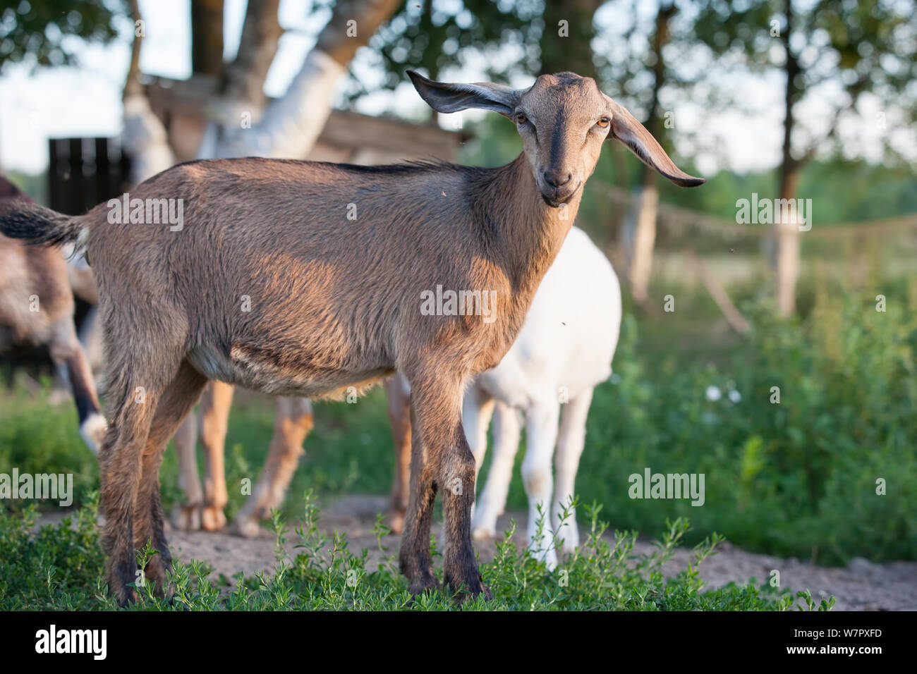 Brown Anglo-Nubian sorriso di capra Foto Stock