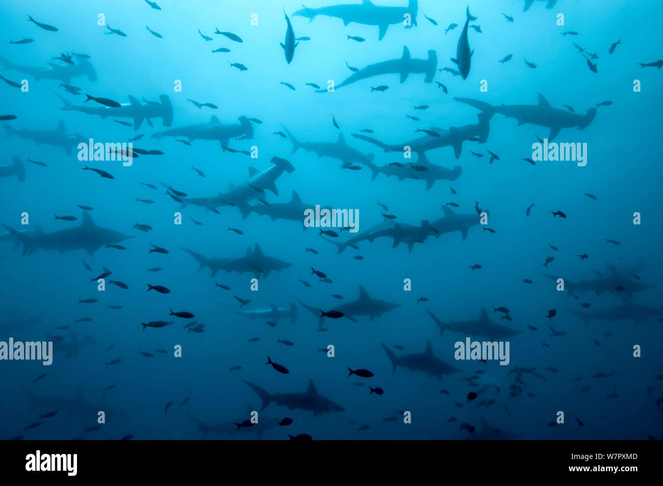 Festone squalo martello (Sphyrna lewini)scolarizzazione Hammerheads a Darwins Arch, Galapagos. Foto Stock