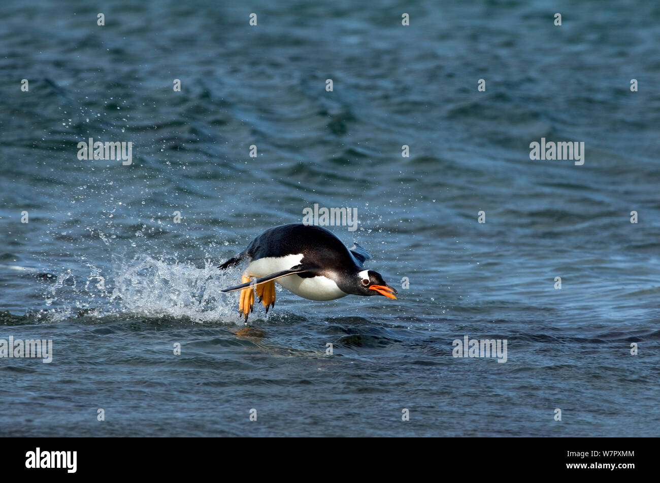 Gentoo penquin (Pygoscelis papua papua) surf in spiaggia per evitare la predazione, Sea Lion Island, la Falklands. Foto Stock