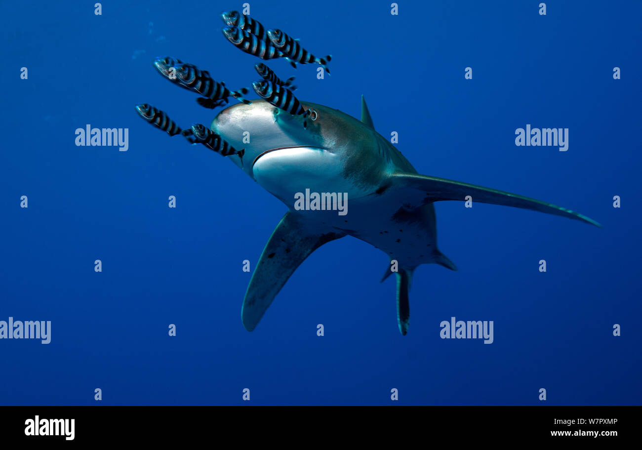 Oceanic white tip shark (Carcharhinus longimanus) accompagnato da pesce pilota (Naucrates raschiatore) Mare Rosso Foto Stock