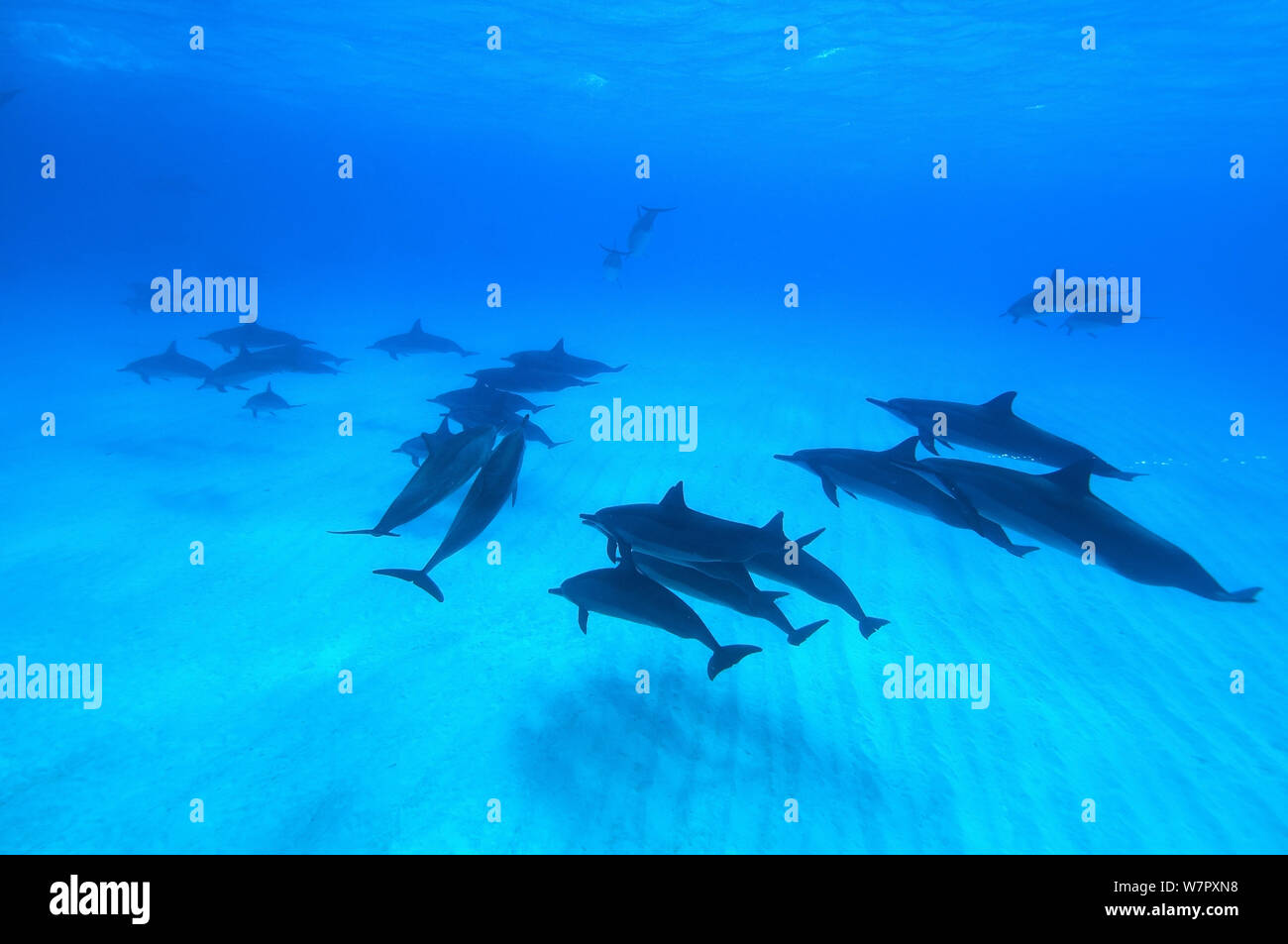 Spinner (delfini Stenella longirostris) piccoli pod nell'atollo di Midway, Midway, pacifico. Foto Stock