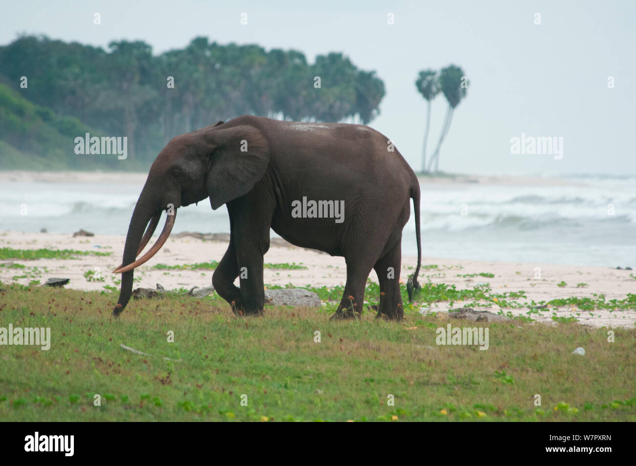 Forest Elephant (Loxodonta cyclotis) vicino alla spiaggia, affida Loango National Park, il Gabon. Fotografia scattata in posizione per la BBC 'Africa' serie, Gennaio 2011. Foto Stock