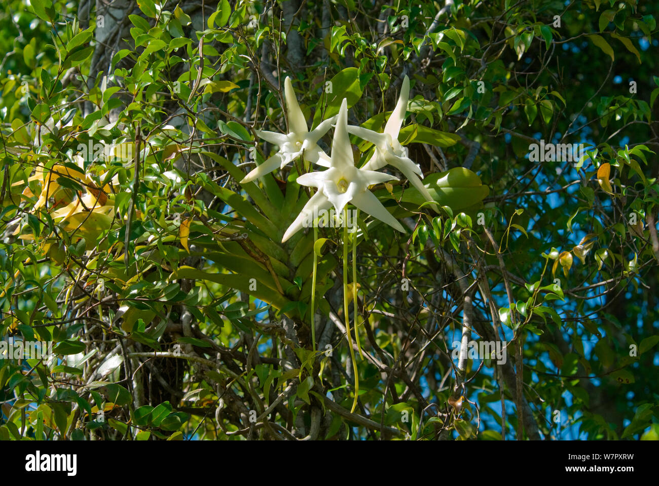 Darwin (orchidee Angraecum sesquipedale) specie che viene impollinata da un lungo-tongued tarma da Ambila, Madagascar. Fotografia scattata in posizione per la BBC 'Wild Madagascar' Serie, Agosto 2009. Foto Stock