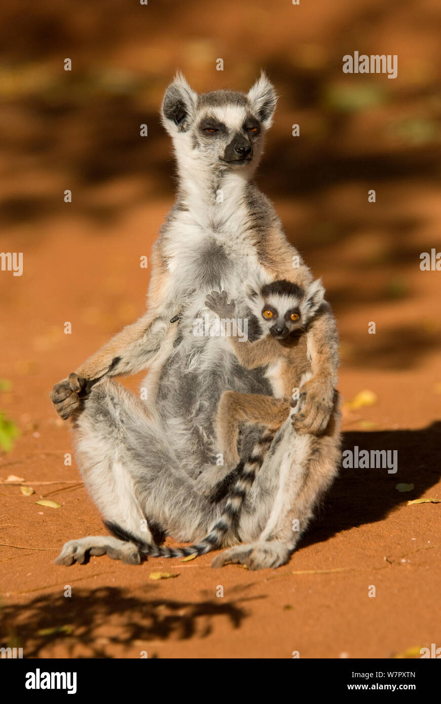 Anello-tailed Lemur (Lemur catta) la madre e il bambino Berenty, Madagascar. Fotografia scattata in posizione per la BBC 'Wild Madagascar serie", settembre 2009. Foto Stock
