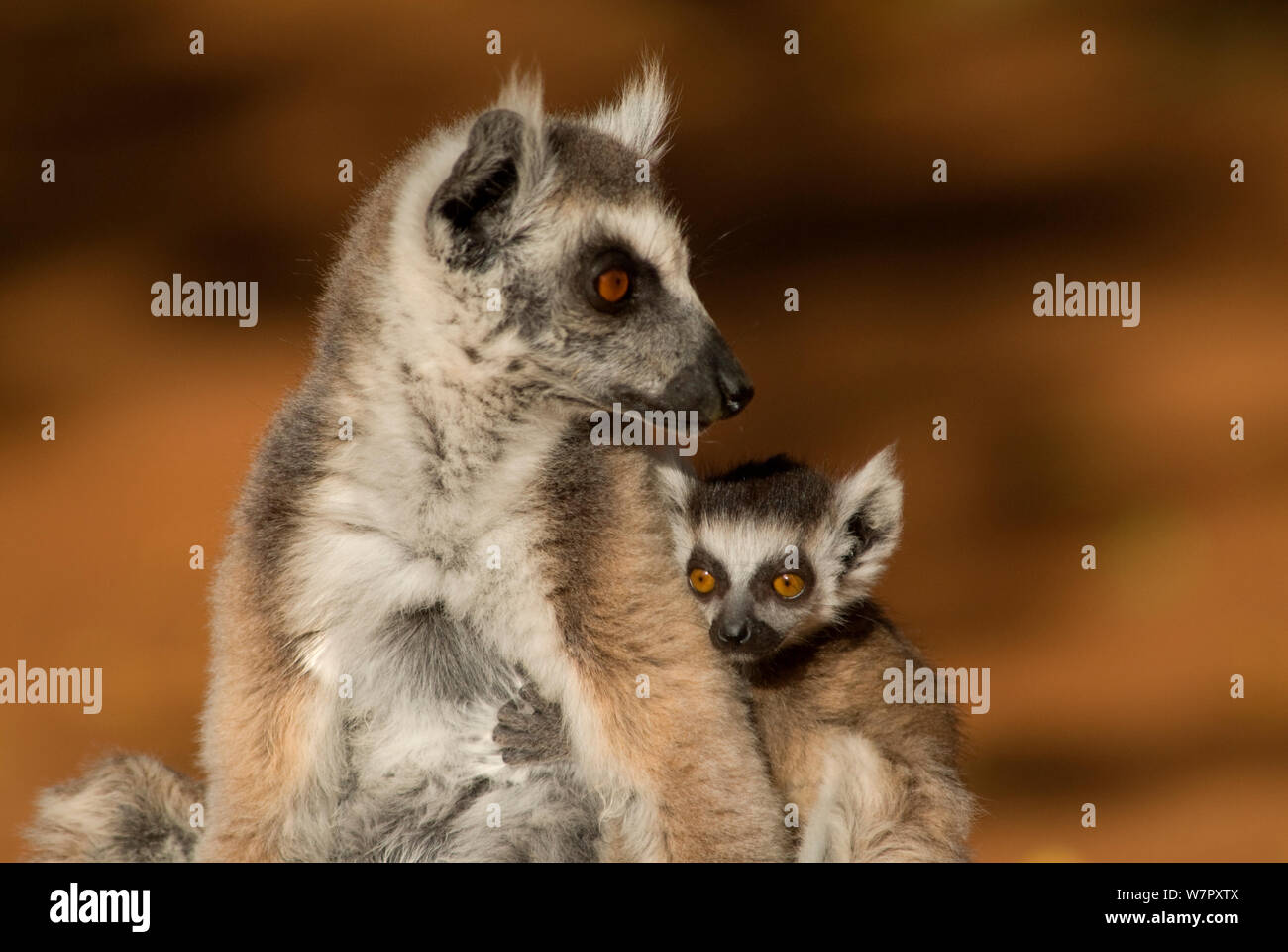 Anello-tailed Lemur (Lemur catta) la madre e il bambino Berenty, Madagascar. Fotografia scattata in posizione per la BBC 'Wild Madagascar serie", settembre 2009. Foto Stock