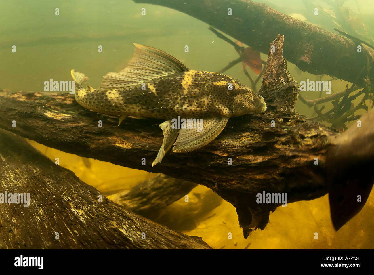 Pesce Gatto blindato (Hypostomus gymnorhynchus) su un ramo affondata. Gran Rio, Suriname, Settembre. Foto Stock
