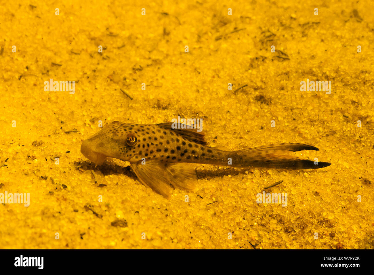 Pesce Gatto (Hypostomus paucimaculatus). Tutu creek nei pressi di Aurora, Suriname, Settembre. Foto Stock