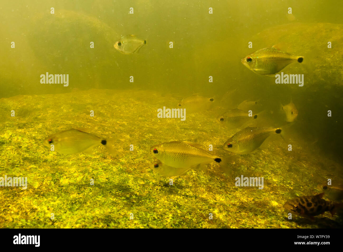 Unnamed nuove specie di pesci (Jupiaba meunieri). Il Awadan, Gran Rio, Suriname, Settembre. Foto Stock