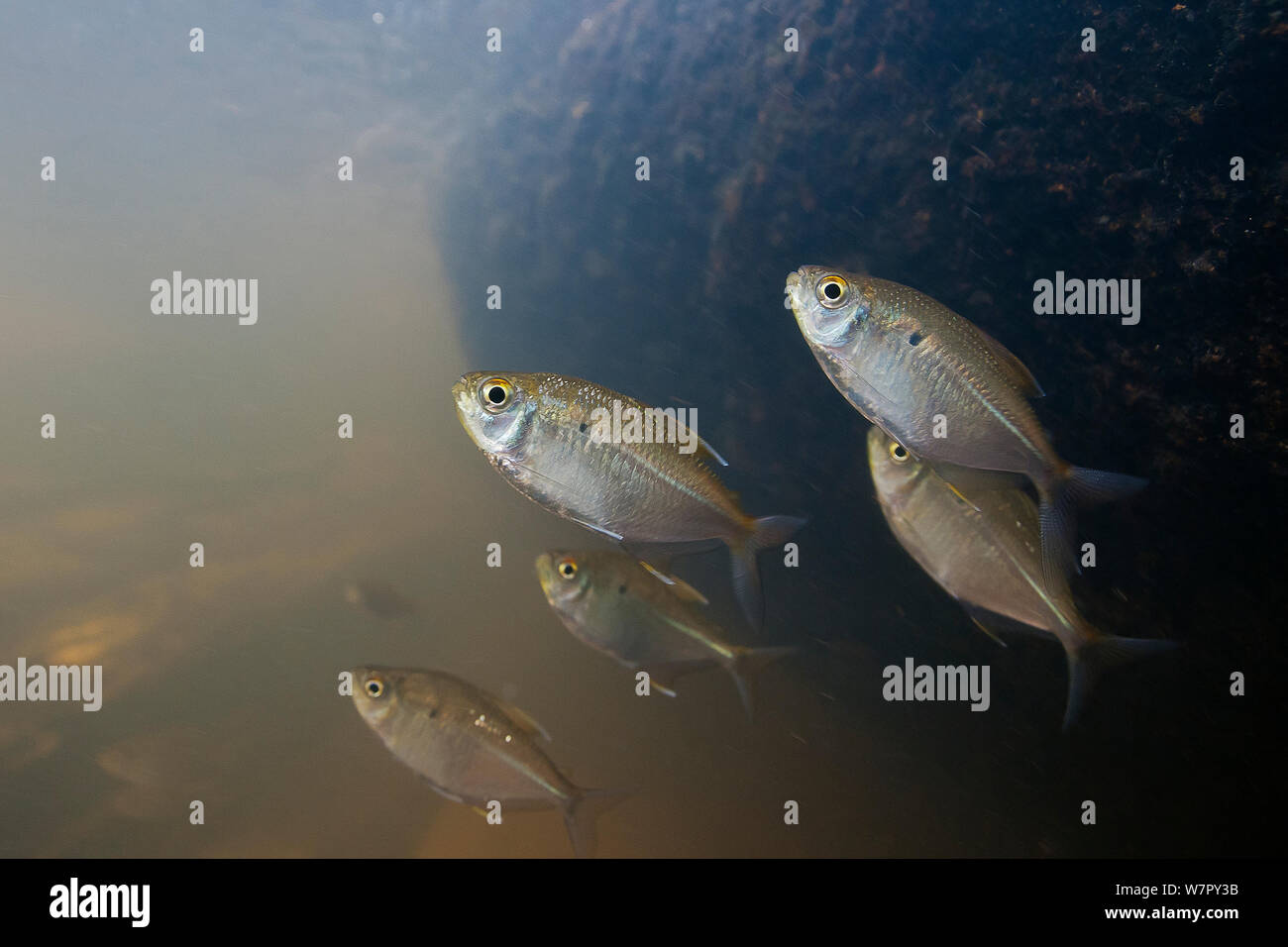 Unnamed nuove specie di pesci (Jupiaba polylepis). Gran Rio, Suriname, Settembre. Foto Stock