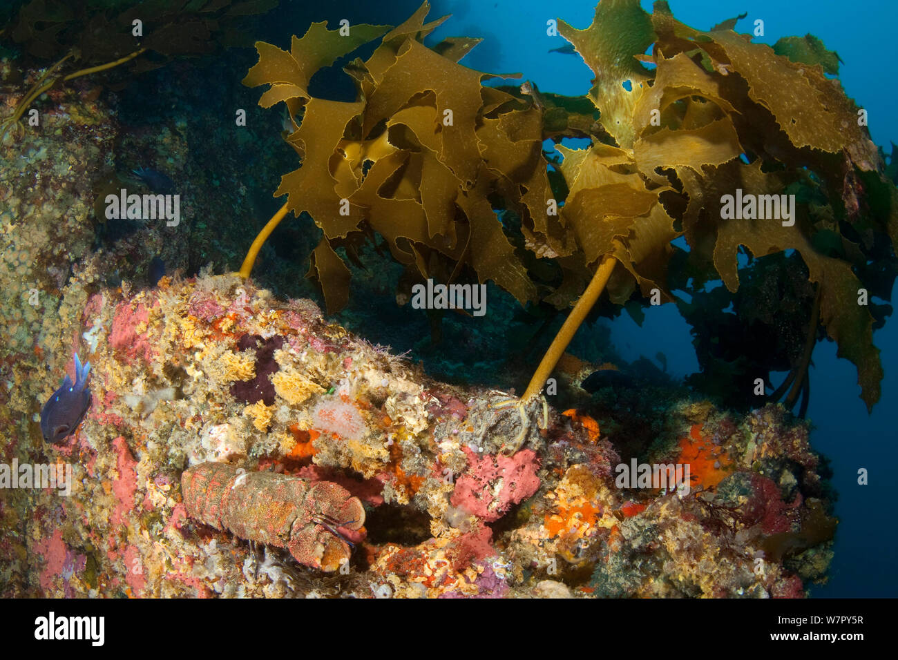 Ecklonia Kelp (Ecklonia radiata) e spagnolo (aragosta Arcites antipodum) POVERI CAVALIERI isole, Nuova Zelanda, Gennaio Foto Stock