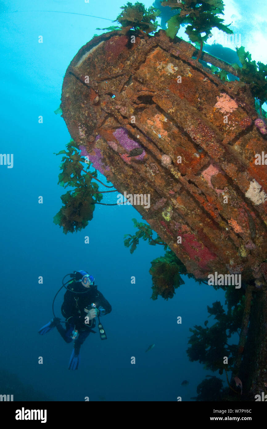 Subacqueo sul relitto di HMNZS Canterbury, Baia delle Isole, Nuova Zelanda, Gennaio 2013. Modello rilasciato. Foto Stock