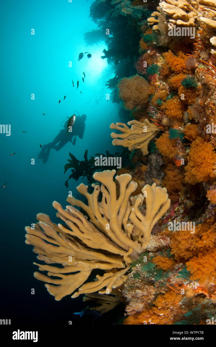 Barriera Corallina con spugna e bryozoan crescita e subacqueo, POVERI CAVALIERI isole, Nuova Zelanda, Gennaio 2013. Modello rilasciato. Foto Stock