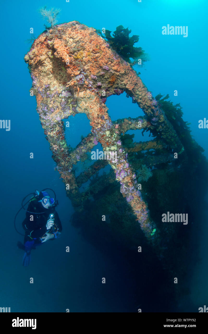 Relitto del Rainbow Warrior con subacqueo, Cavalli isole, Nuova Zelanda, febbraio 2013. Modello rilasciato. Foto Stock