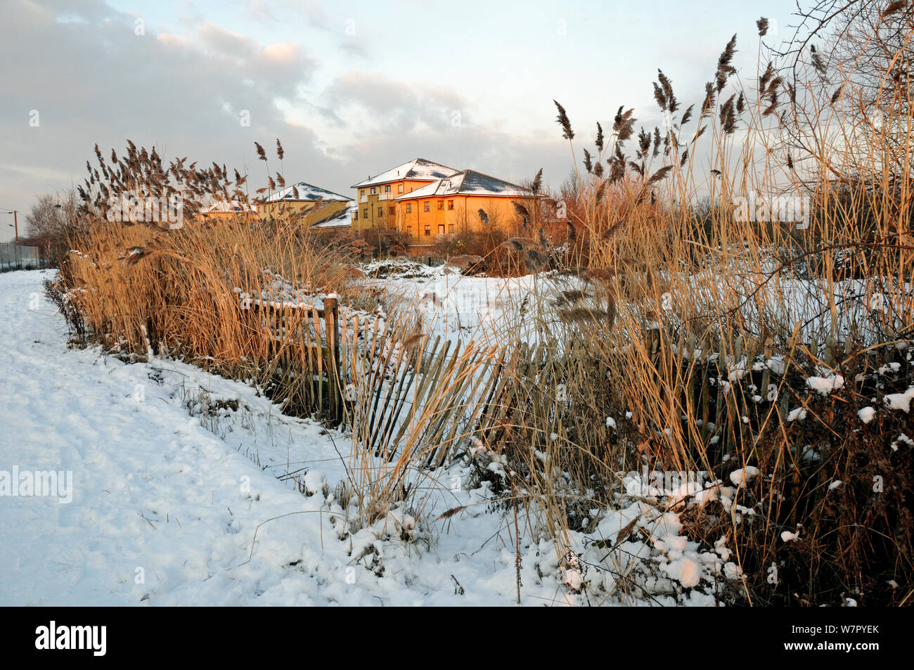 Gillespie Parco Natura locale riserva un ecologia urbana parco sotto la neve con cannuccia di palude (Phragmites communis) in primo piano e sociali o case del consiglio dietro, Highbury Islington Londra Inghilterra REGNO UNITO Foto Stock