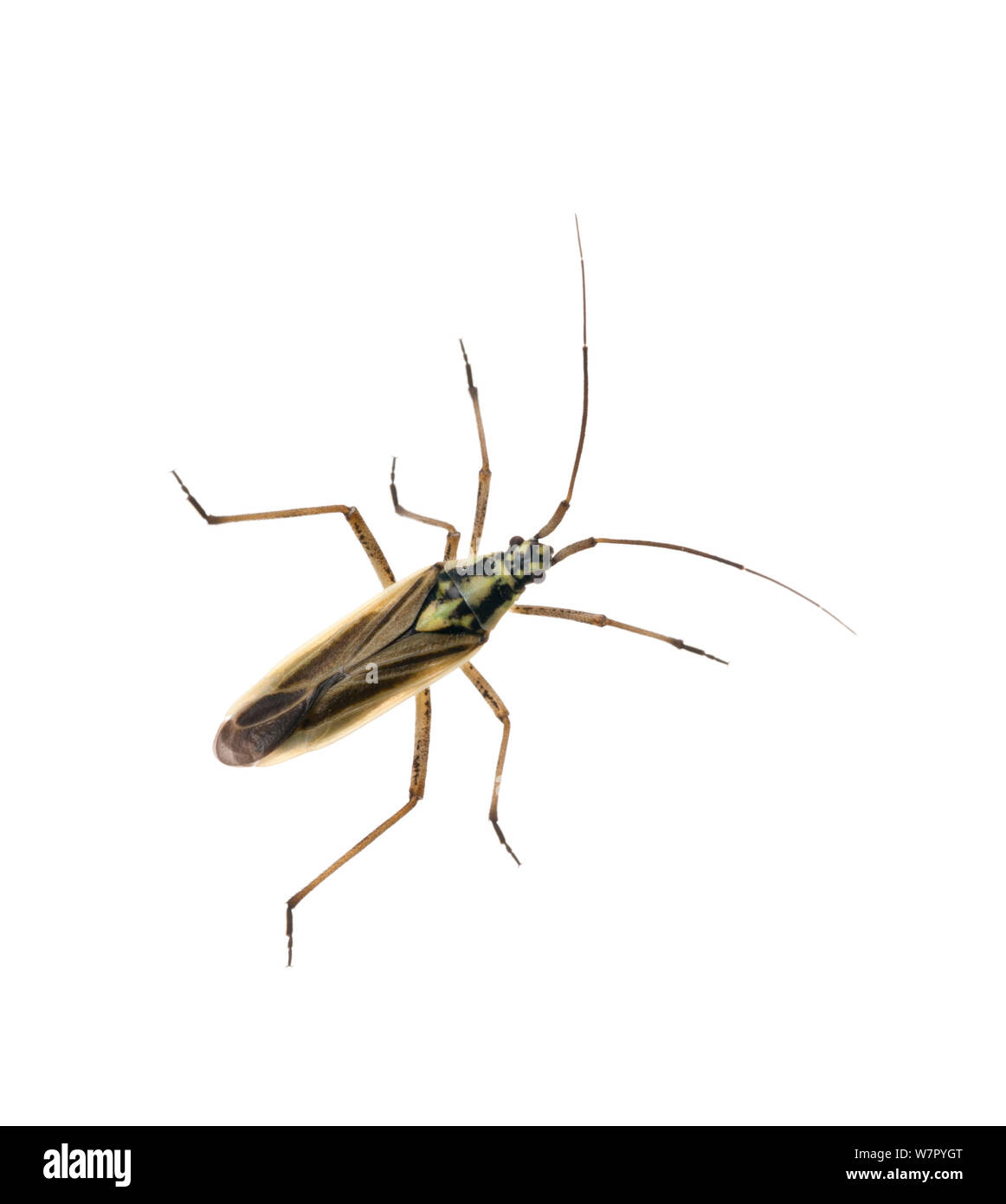 Bug del capside (Miris / Rhabdomiris striatus) su sfondo bianco. La Scozia, Regno Unito, Luglio. Foto Stock