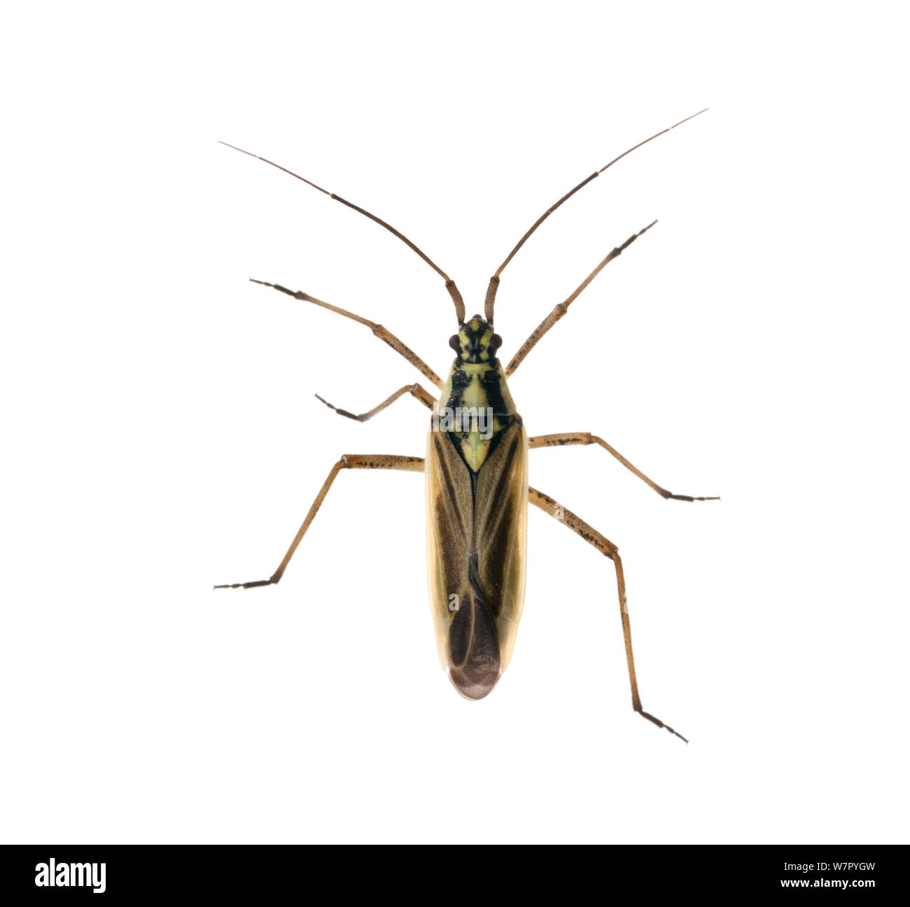 Bug del capside (Miris / Rhabdomiris striatus) su sfondo bianco. La Scozia, Regno Unito, Luglio. Foto Stock