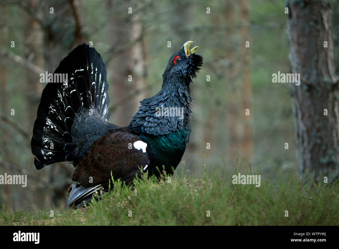 Gallo cedrone (Tetrao urogallus) maschio chiamando come parte del proprio display a lek. La Scozia, Regno Unito, febbraio. Foto Stock