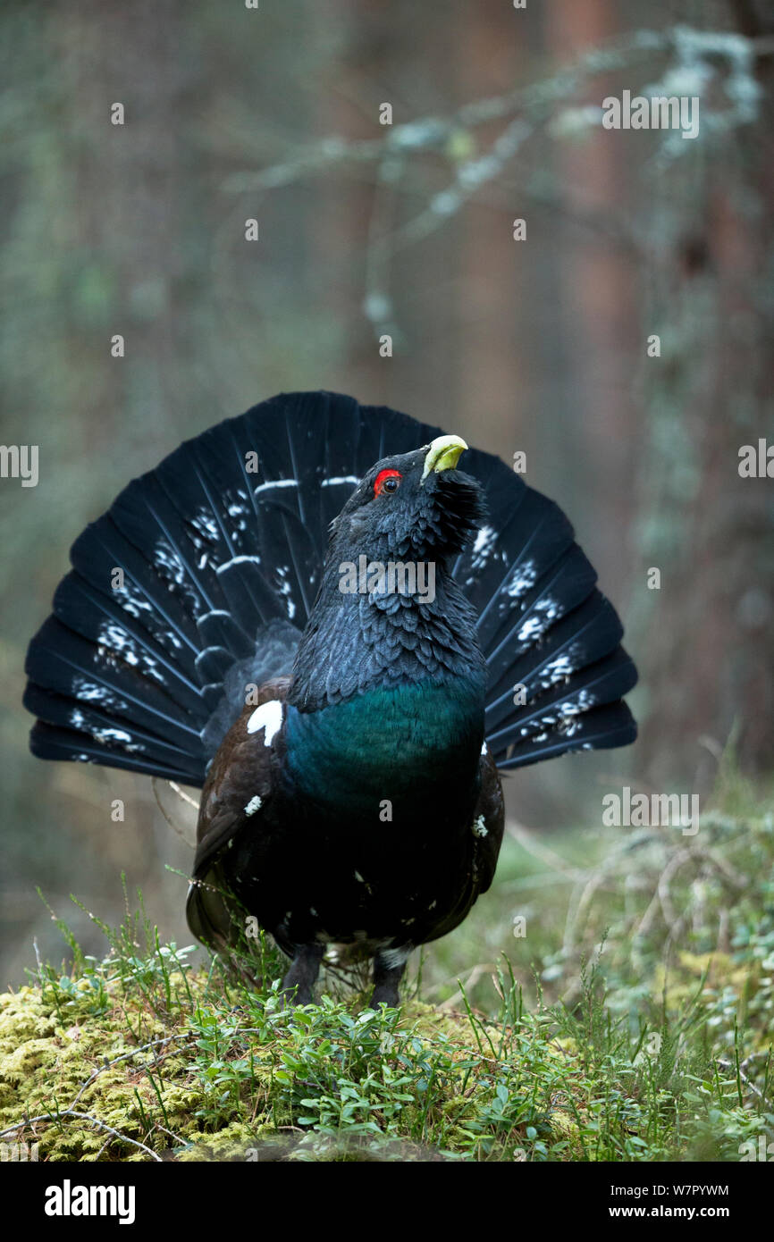 Gallo cedrone (Tetrao urogallus) maschio chiamando come parte del proprio display a lek. La Scozia, Regno Unito, febbraio. Foto Stock