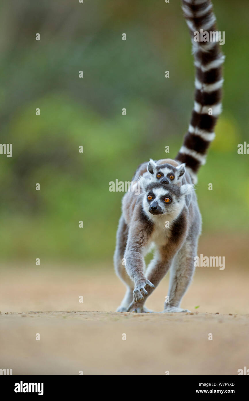 Lemure Ringtail (Lemur catta) madre bambino portando sul retro. Madagascar. Foto Stock