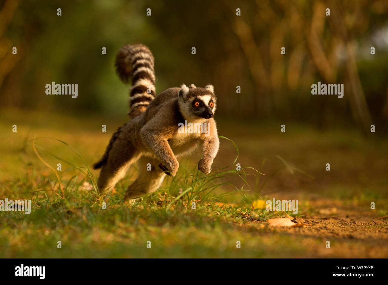 Lemure Ringtail (Lemur catta) madre in esecuzione con il bambino sulla schiena. Madagascar. Foto Stock