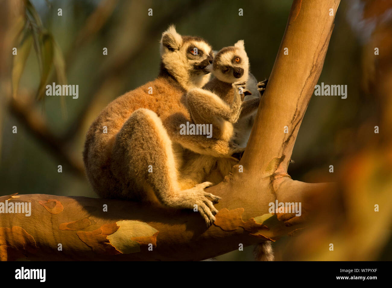 Lemure Ringtail (Lemur catta) la madre e il bambino. Madagascar. Foto Stock