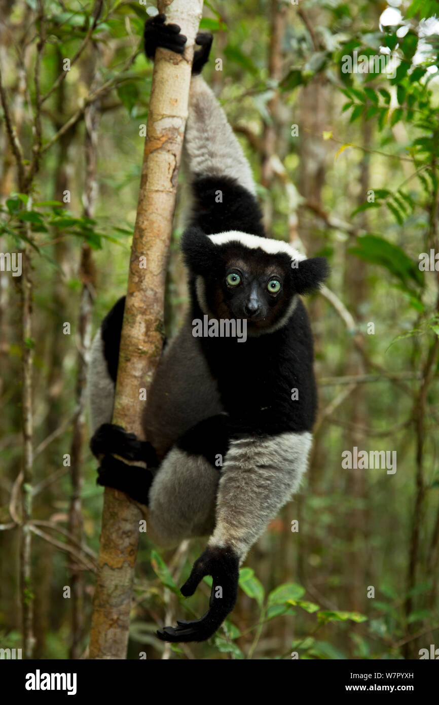 (Indri Indri Indri Indri) ritratto nella foresta pluviale tropicale habitat. Madagascar. Foto Stock