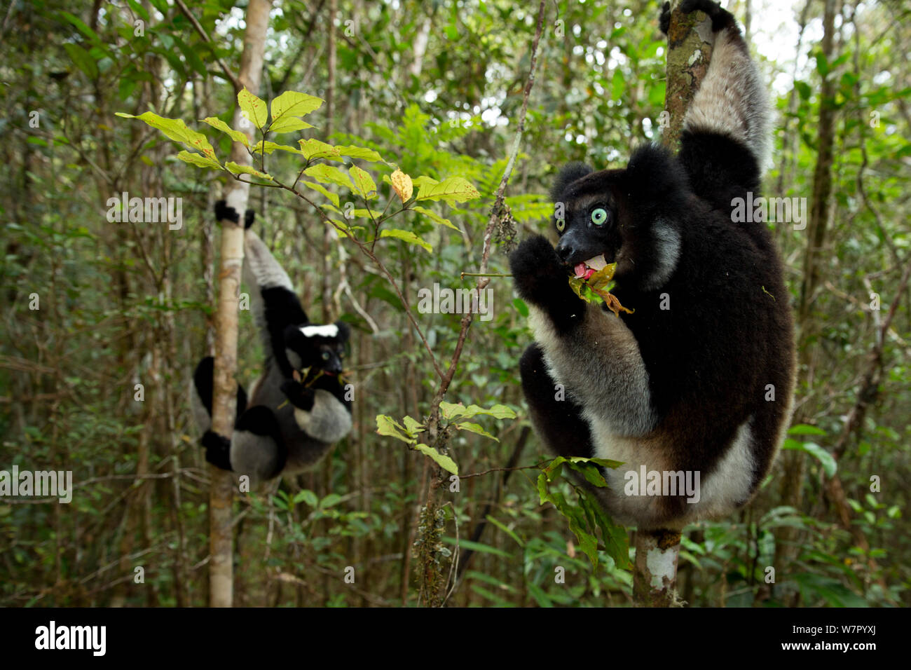 (Indri Indri Indri Indri) alimentazione nella foresta pluviale tropicale habitat. Madagascar. Foto Stock