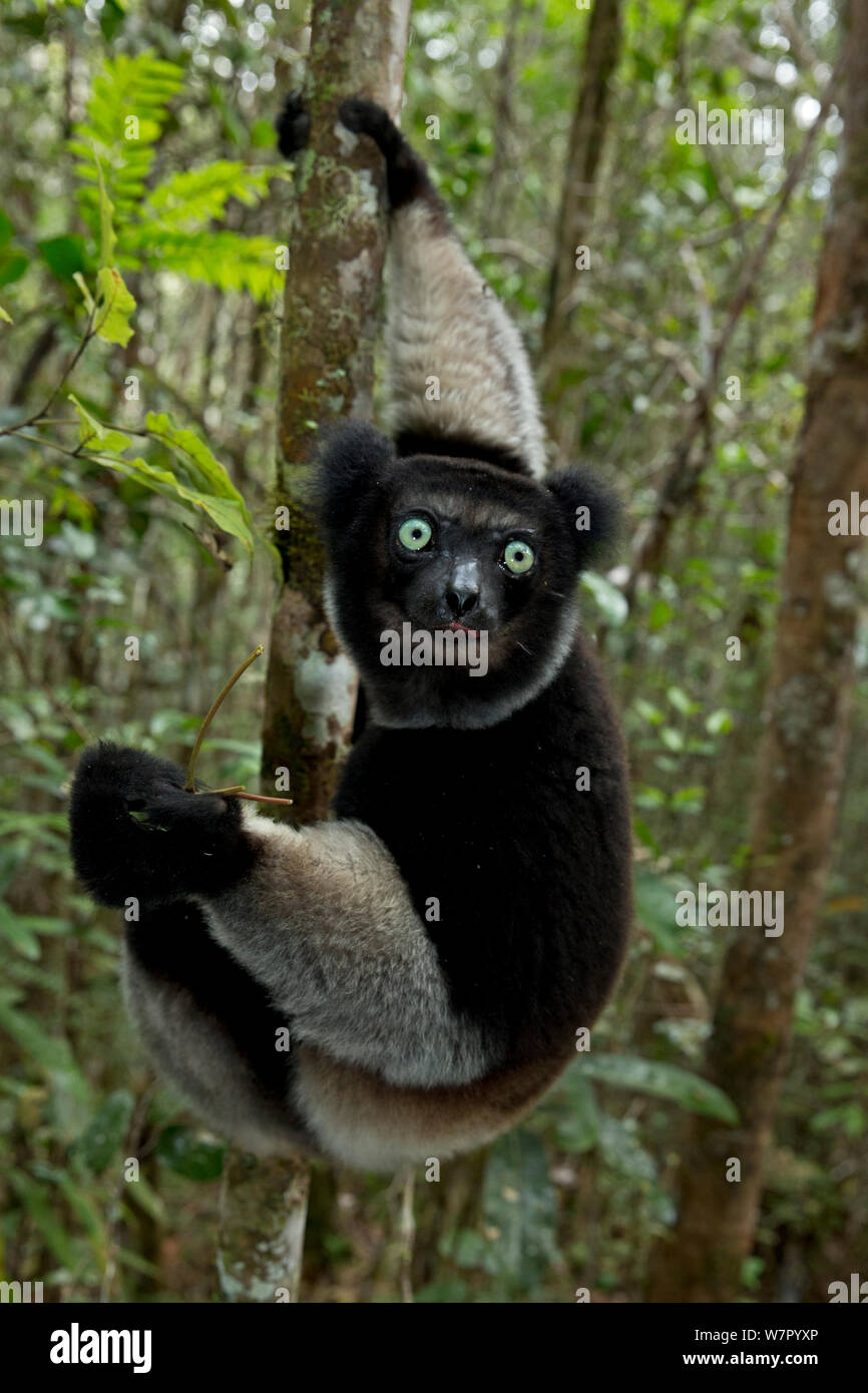 (Indri Indri Indri Indri) ritratto nella foresta pluviale tropicale habitat. Madagascar. Foto Stock