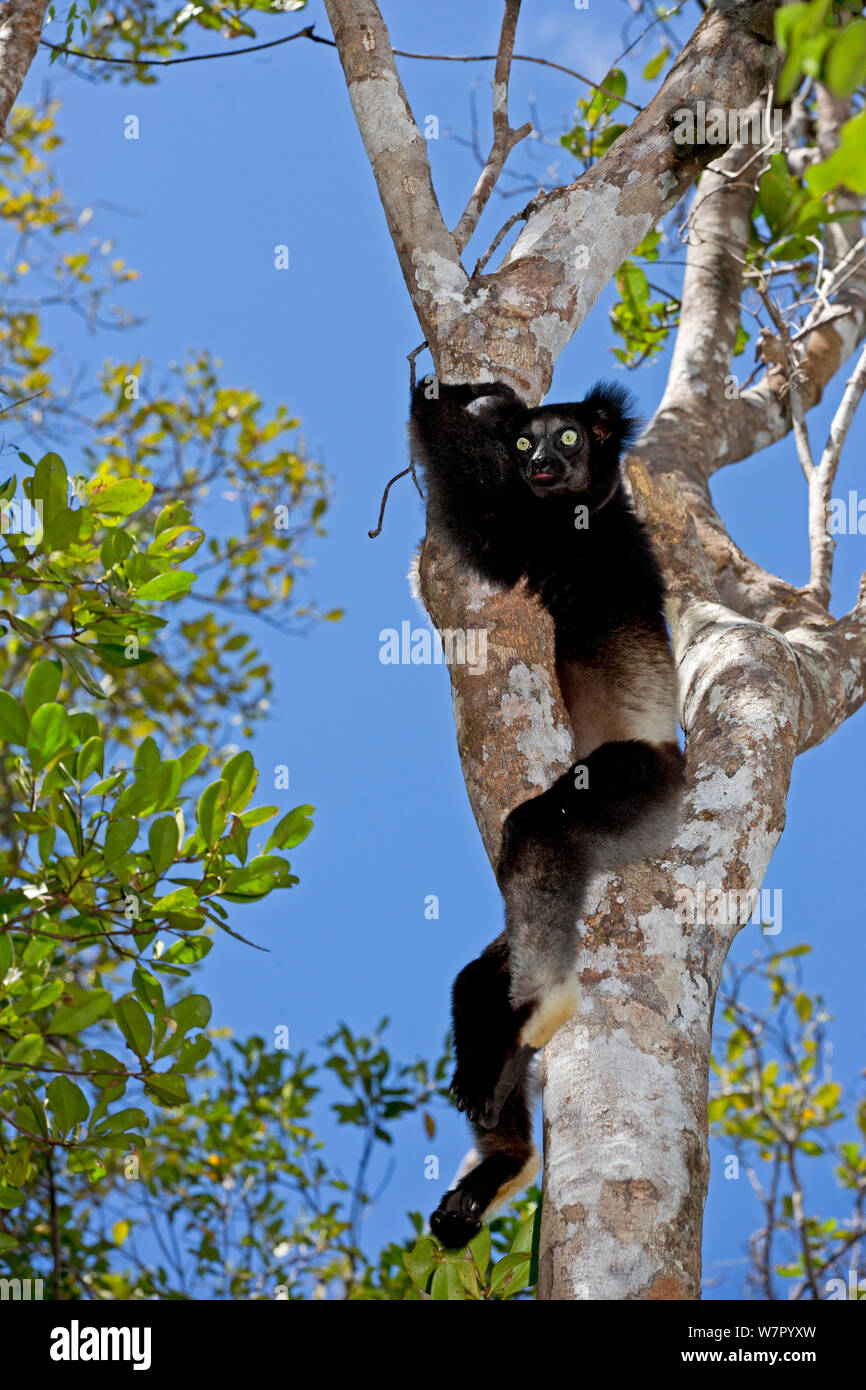 (Indri Indri Indri Indri) ritratto nella foresta pluviale tropicale habitat. Madagascar. Foto Stock