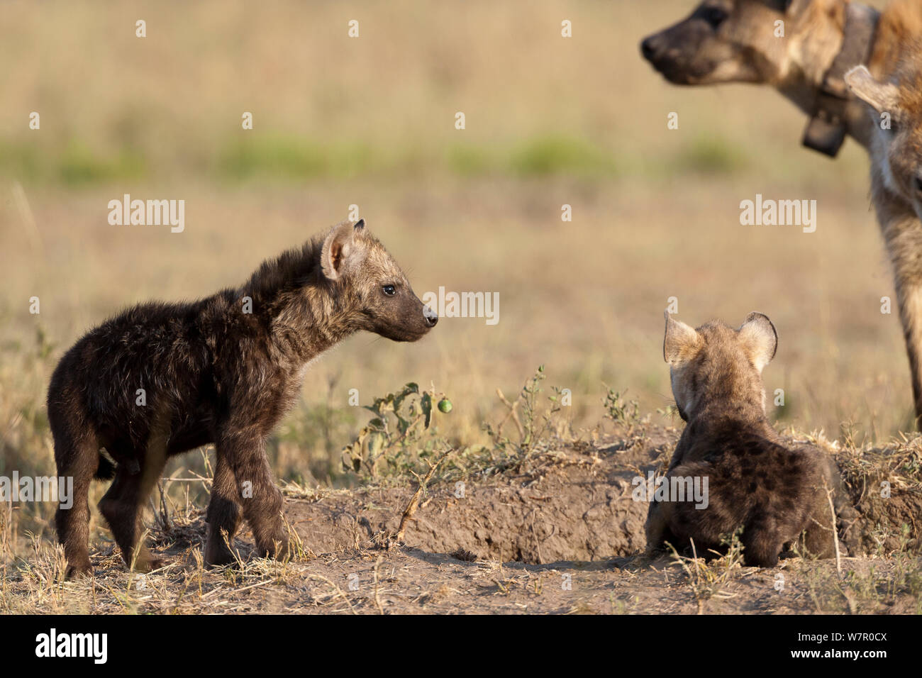 Spotted hyena (Crocuta crocuta) bébé a den e radio a collare femmina, Masai-Mara Game Reserve, Kenya Foto Stock