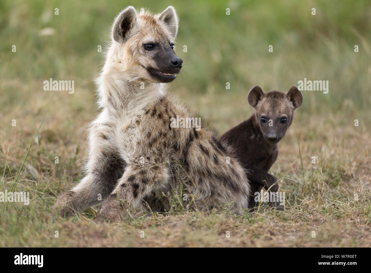 Spotted hyena (Crocuta crocuta) baby e vecchi cub a den, Masai-Mara Game Reserve, Kenya Foto Stock