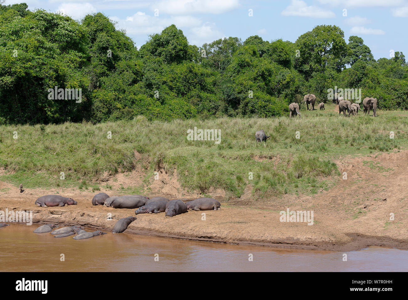 Ippona (Hippopotamus amphibius) gruppo in appoggio sul fiume di Mara bed e gli elefanti (Loxodonta africana) proveniente da bere, Masai-Mara Game Reserve, in Kenya. Le specie vulnerabili. Foto Stock