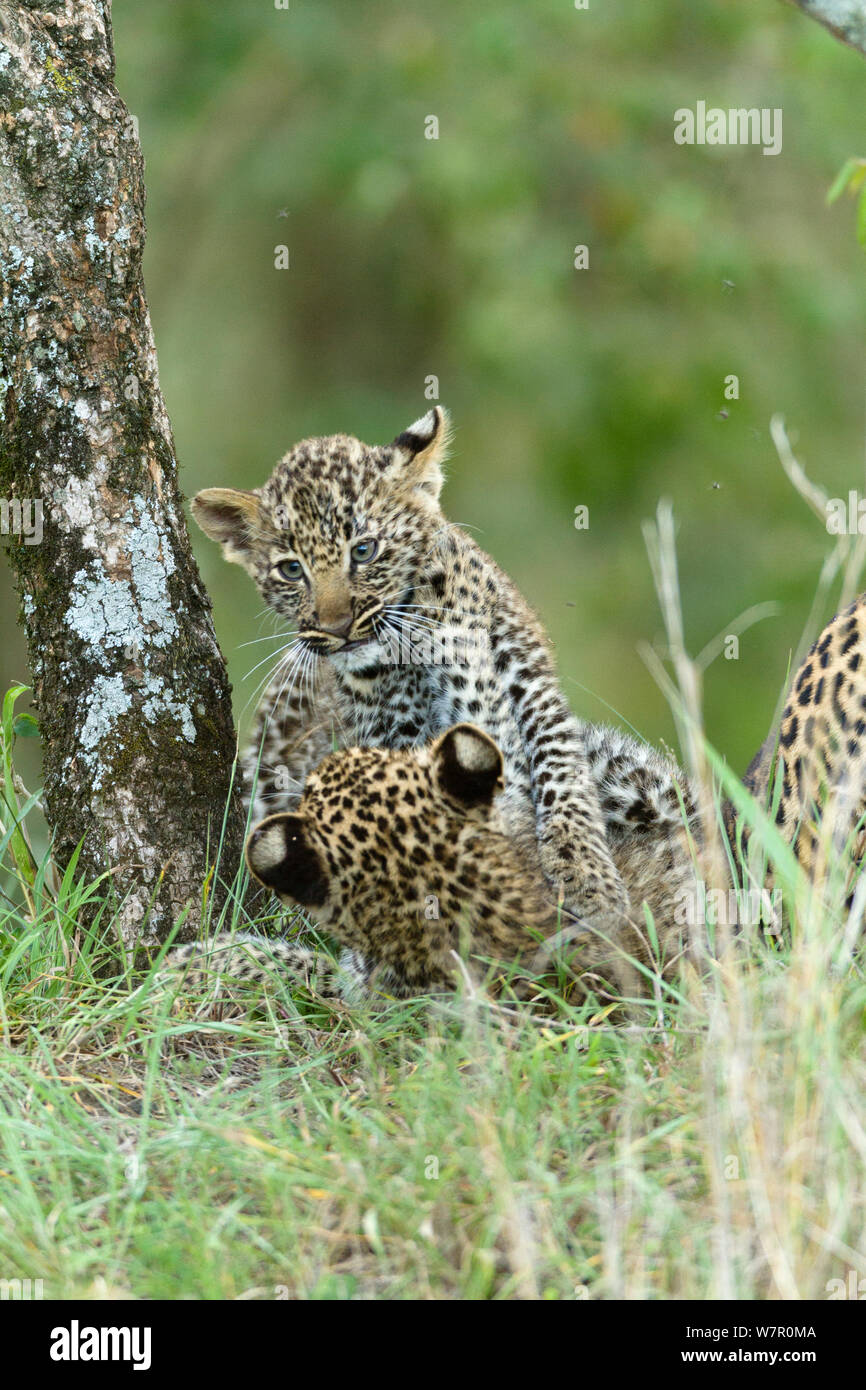 Leopard (Panthera pardus) cuccioli di età compresa tra i 2 mesi giocando, Masai-Mara Game Reserve, Kenya Foto Stock