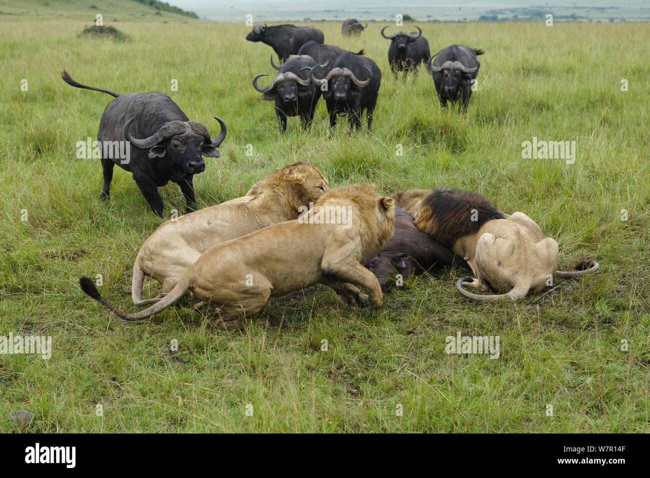 Lion (Panthera leo) maschi alimentazione su buffalo (Syncerus caffer) mentre altri membri della mandria il loro attacco, Masai-Mara Game Reserve, in Kenya. Le specie vulnerabili. Foto Stock