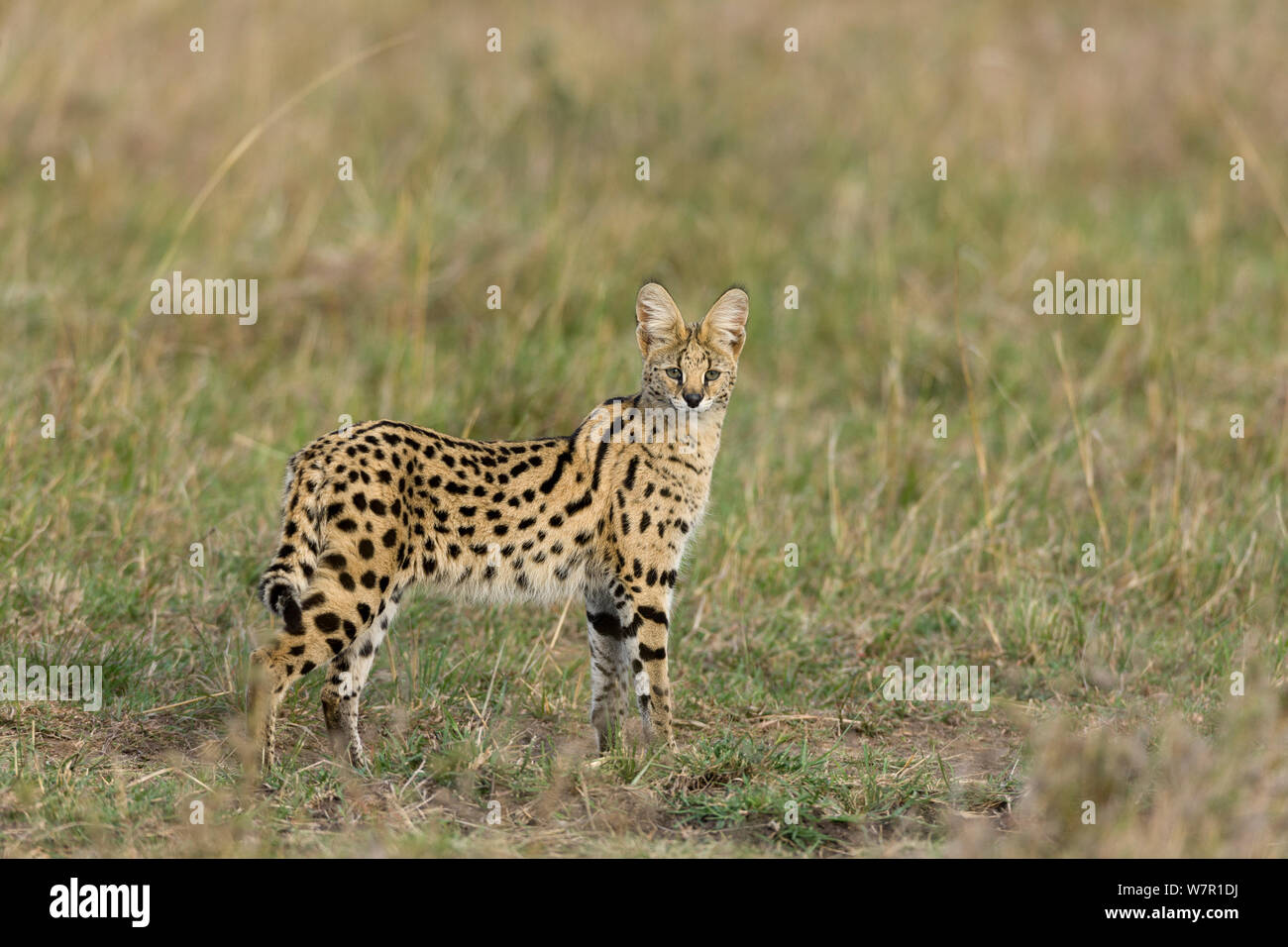 Serval cat (Felis serval) Masai-Mara Game Reserve, Kenya Foto Stock