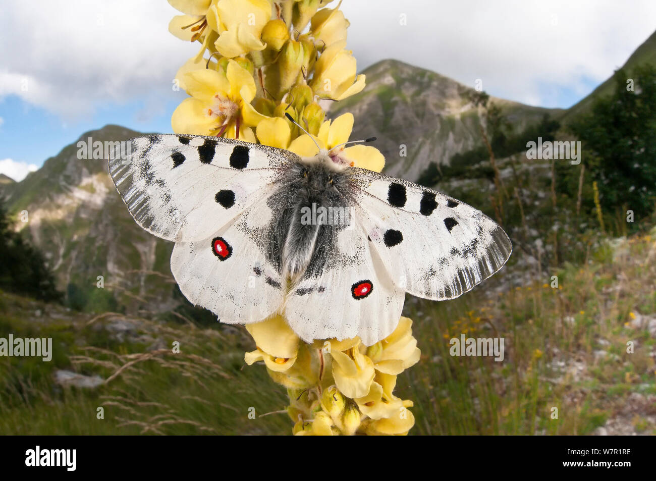 Apollo butterfly (Parnasius apollo) Monte Terminillo, Rieti, Lazio, Italia. Luglio Foto Stock