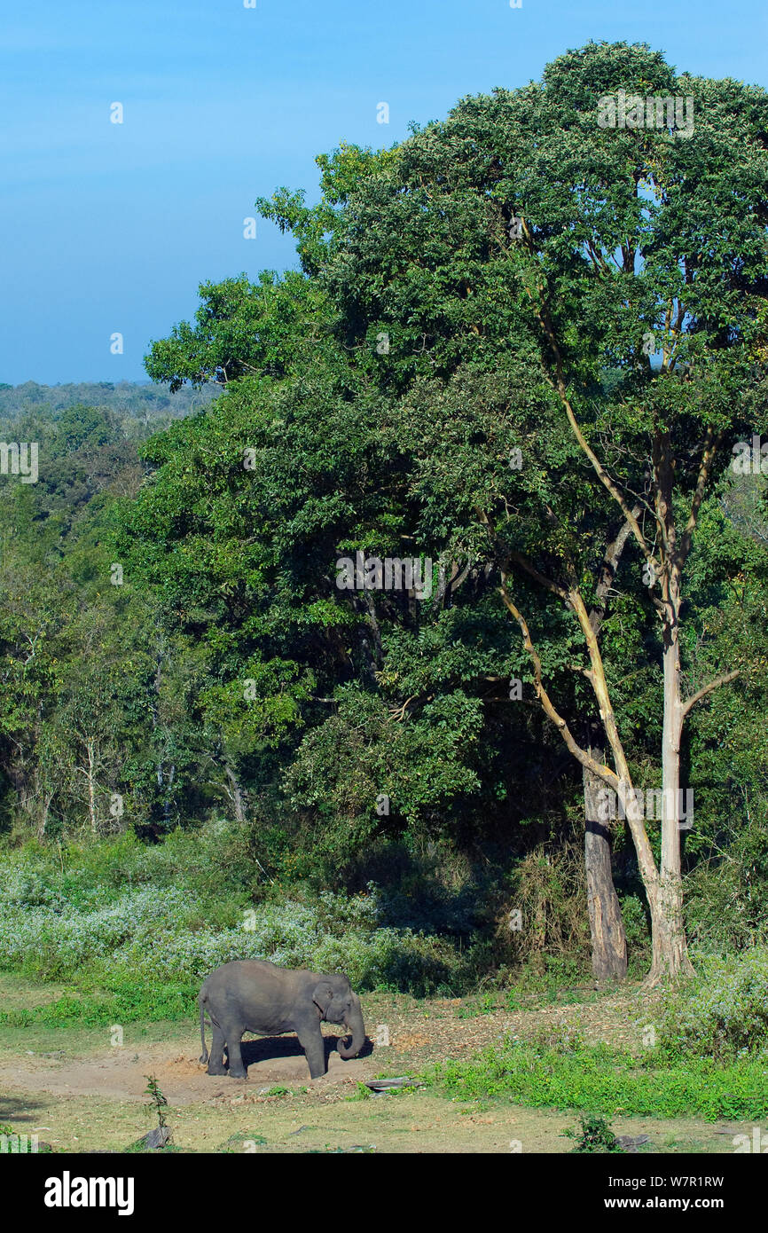 Elefante asiatico (Elephas maximus) femmina scavare per le sostanze nutrienti del suolo forestale, Nagarhole National Park, nell India meridionale Foto Stock